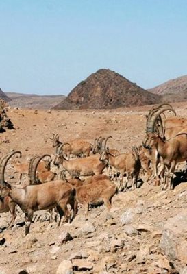 آزادشهر-پناهگاه-حیات-وحش-خوش-ییلاق-470576