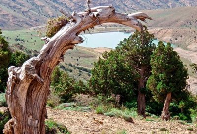 آزادشهر-پناهگاه-حیات-وحش-خوش-ییلاق-470573