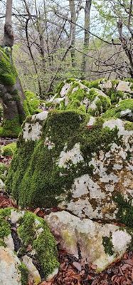نوشهر-جنگل-نیرنگ-471532
