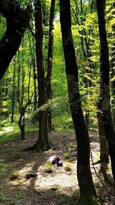 نوشهر-جنگل-نیرنگ-471528