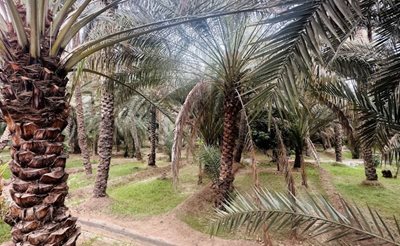 دبی-واحه-العین-دبی-474940