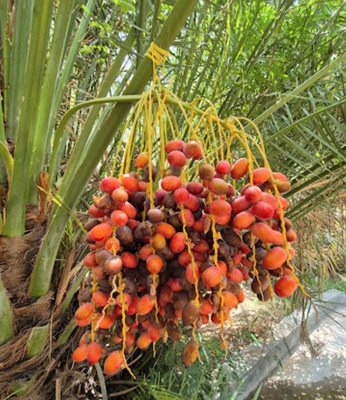 دبی-واحه-العین-دبی-474948