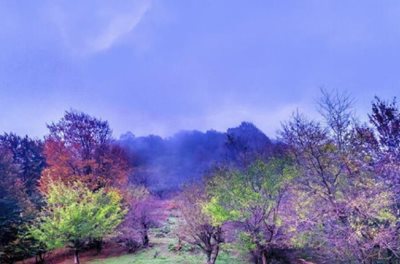 رودبار-جنگل-نقله-بر-480066