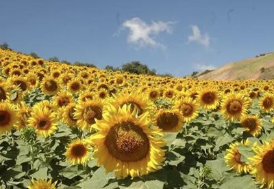 قشم-روستای-توریان-480196