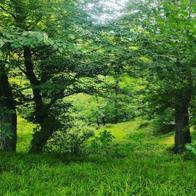 سواد-کوه-جنگل-لفور-480403