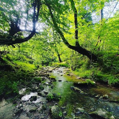 سواد-کوه-جنگل-لفور-480401
