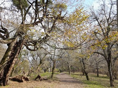 سواد-کوه-جنگل-لفور-480417