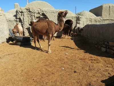 بیرجند-روستای-خور-481462