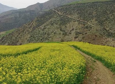 رامیان-روستای-پاقلعه-481860
