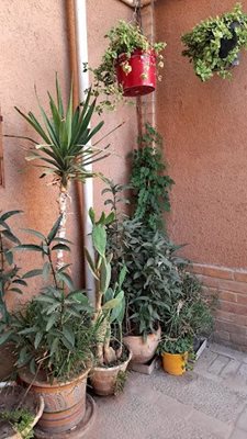 یزد-اقامتگاه-بومگردی-خانه-شهرزاد-482540