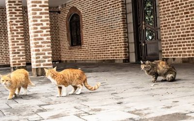تبریز-پارک-باغ-امامی-تبریز-489504