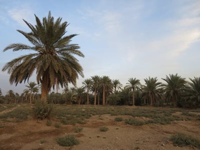 بوشهر-بوستان-ساحلی-لیان-بوشهر-490121