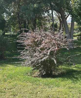 اصفهان-پارک-مشتاق-اصفهان-490169