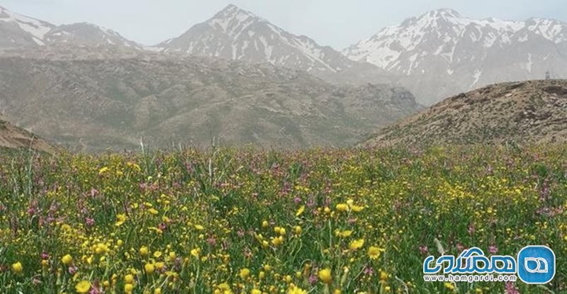 زردکوه کوهرنگ