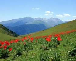 دشت شقایق لرزره