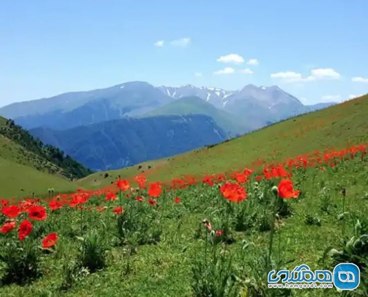 دشت شقایق لرزره