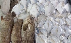 بازار ماهی فروشان بندر گناوه