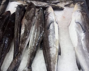 گناوه-بازار-ماهی-فروشان-بندر-گناوه-519399