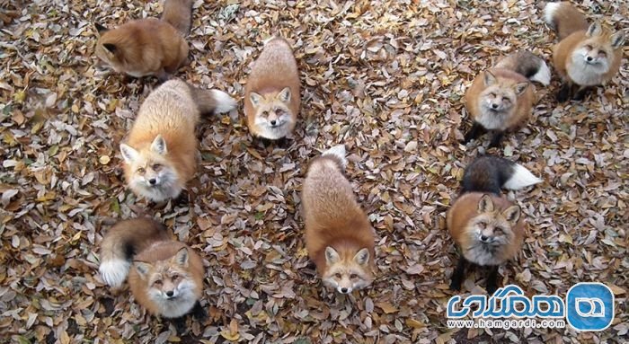 روباه های بازیگوش