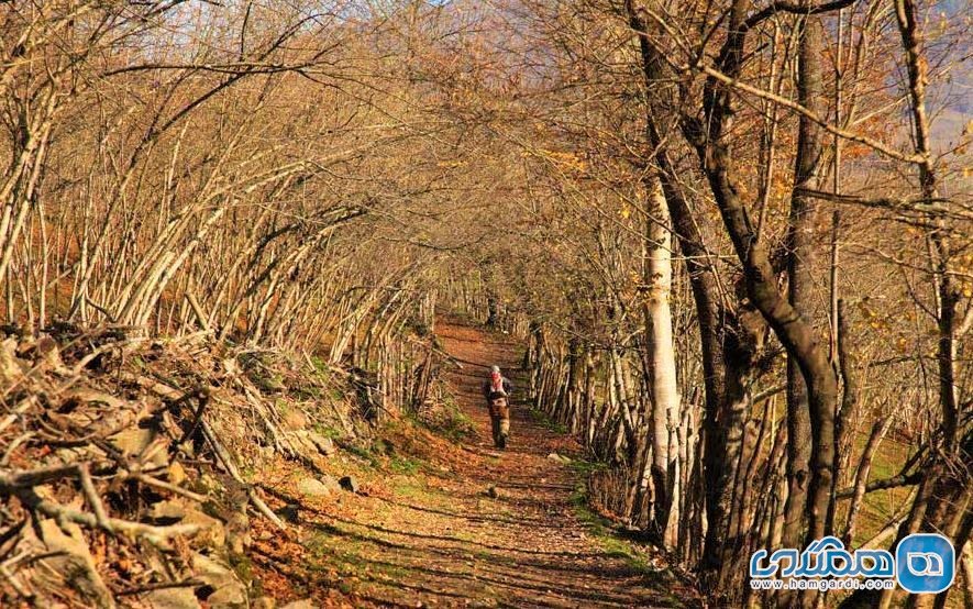 کمی بیشتر درباره نقله بر 