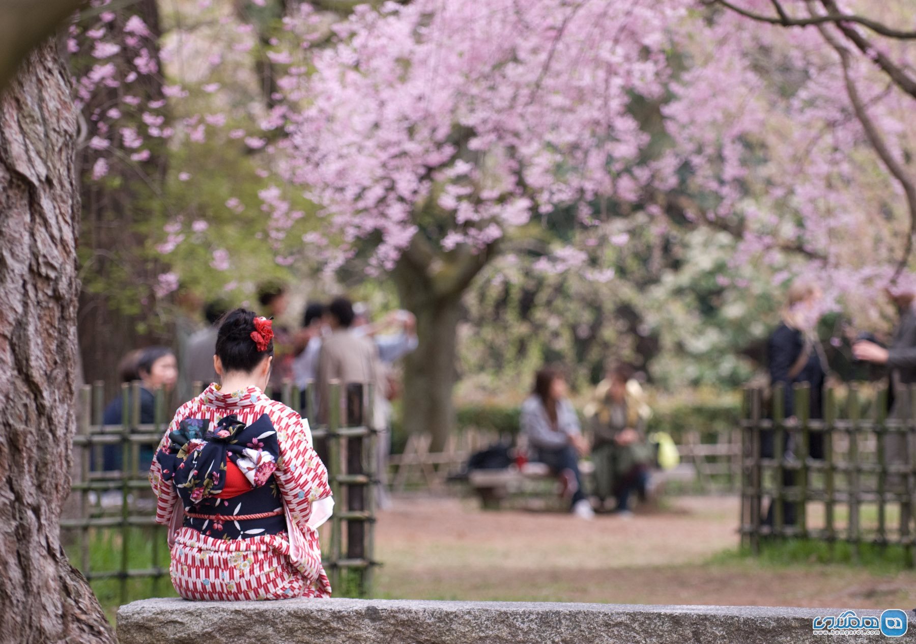 Sakura Season2