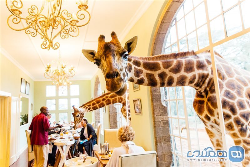 هتل زرافه ها | giraffe manor