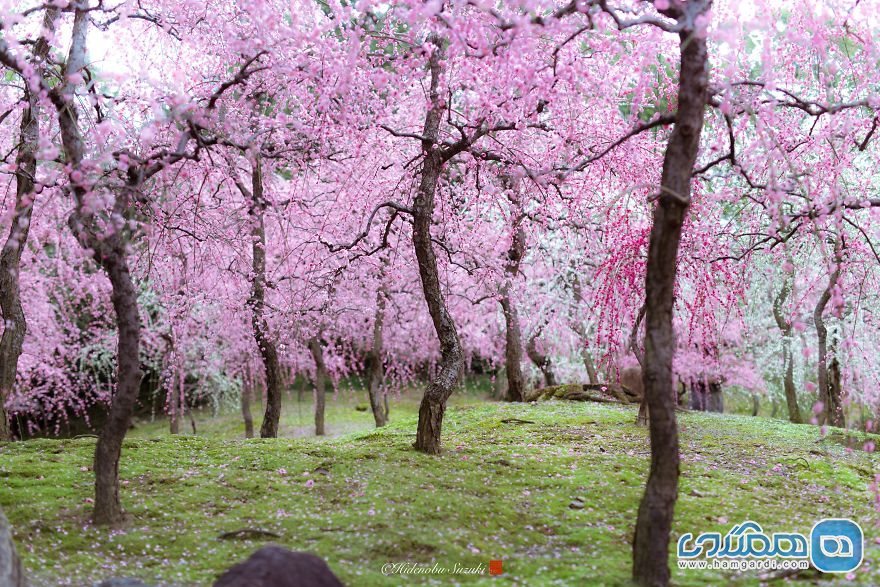 شکوفه های ژاپن