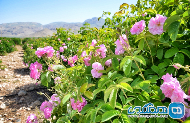 قمصر - گلاب گیری