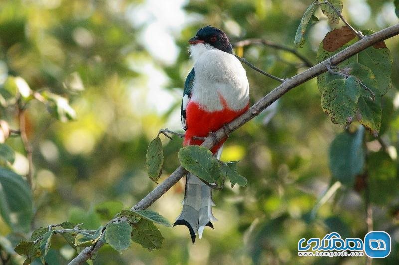 تروگون پرنده ملی کشور کوبا
