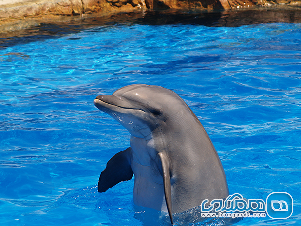 دلفین یکی از روش های درمان با حیوانات