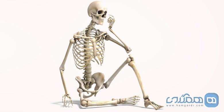 تعداد متغیر استخوان های بدن انسان