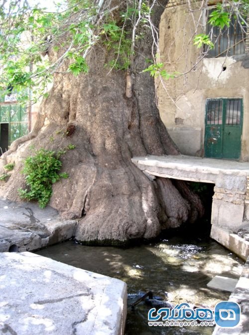 مسجد شش ناو
