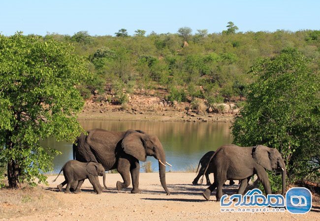 پارک فیل ها، آفریقای جنوبی