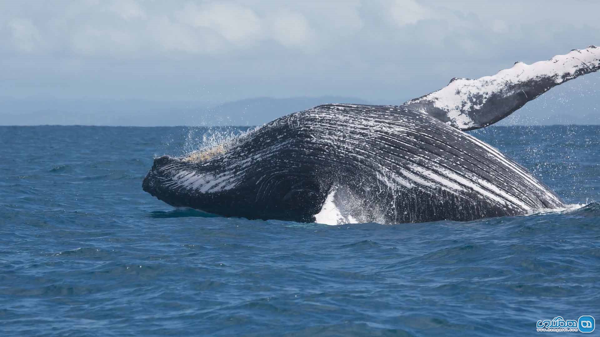 Киты водятся в море. Гигантский кит. Морские гиганты киты. Кит фото. Гренландский кит.
