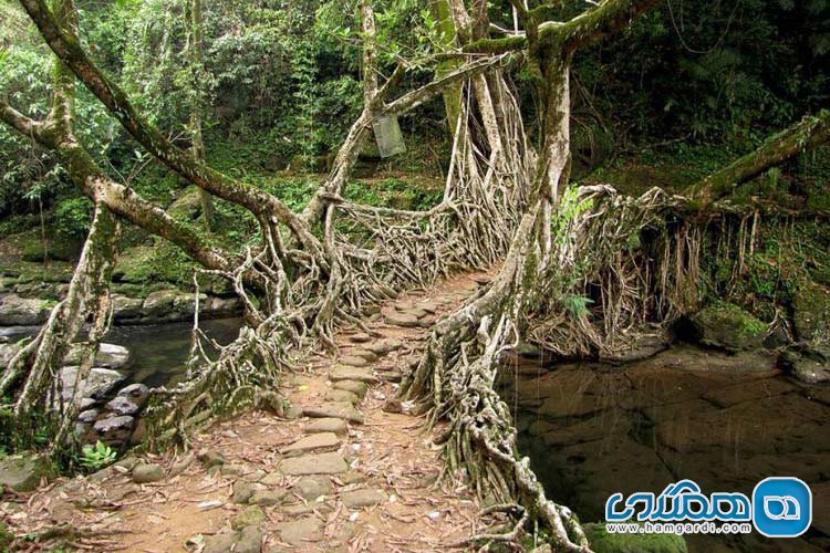ساخت پل با ریشه درختان زنده