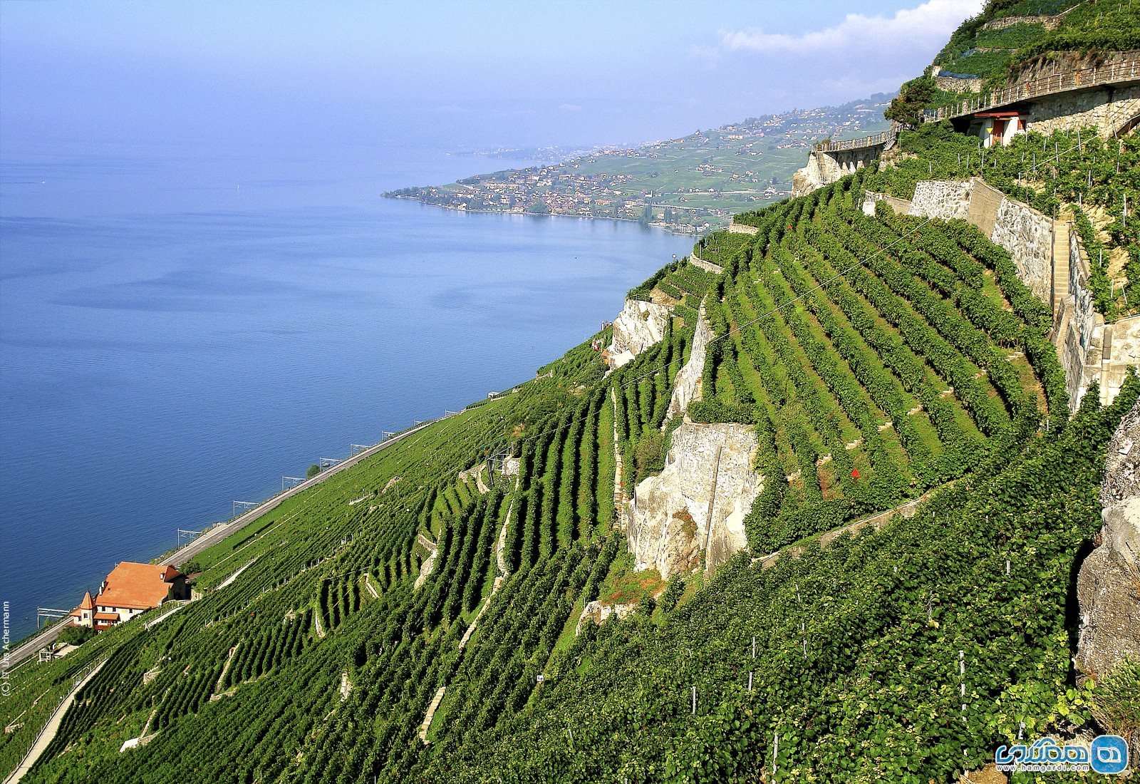 تاکستان های طبقه طبقه لاوا Lavaux، لوزان