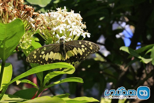 گردشگری سیم ریپ کامبوج 4