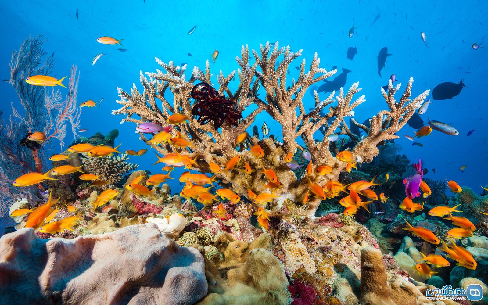 دیواره بزرگ مرجانی Great Barrier Reef 
