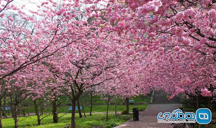 جشن شکوفه های بهاری 