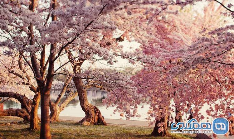 جشن شکوفه های بهاری در چین و کره