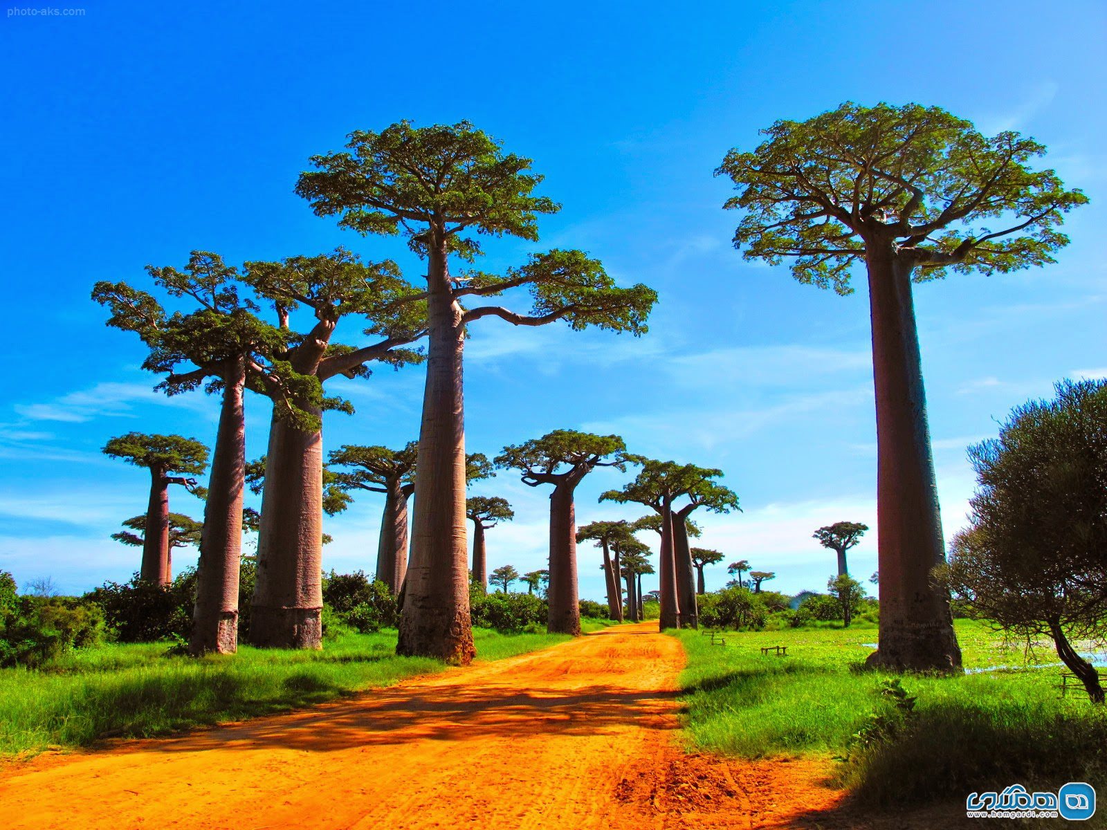 درختان بائوباب استرالیایی