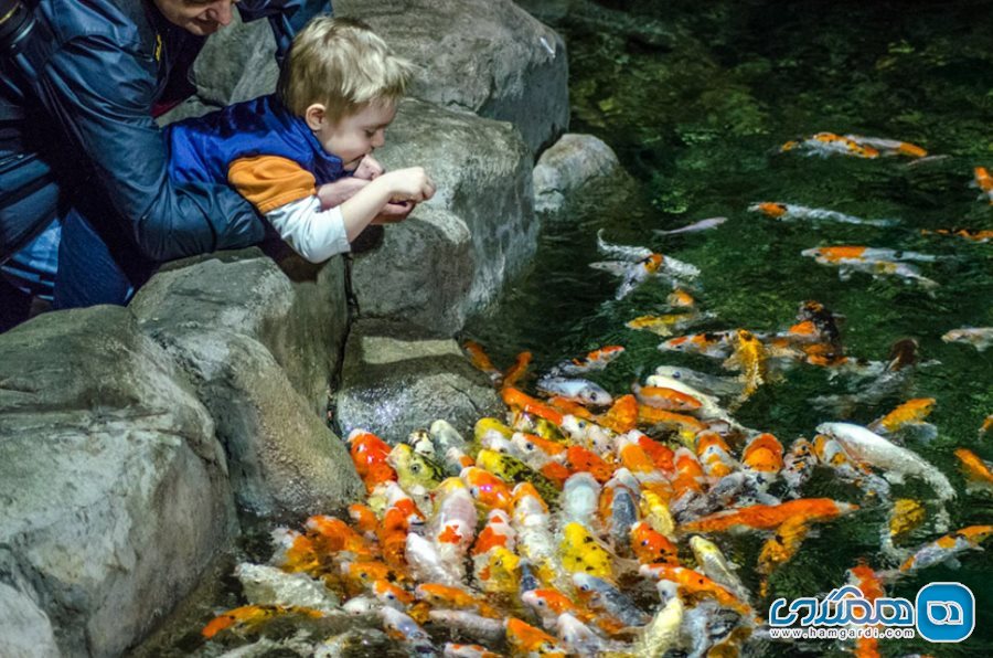 آکواریوم Sochi Discovery World Aquarium