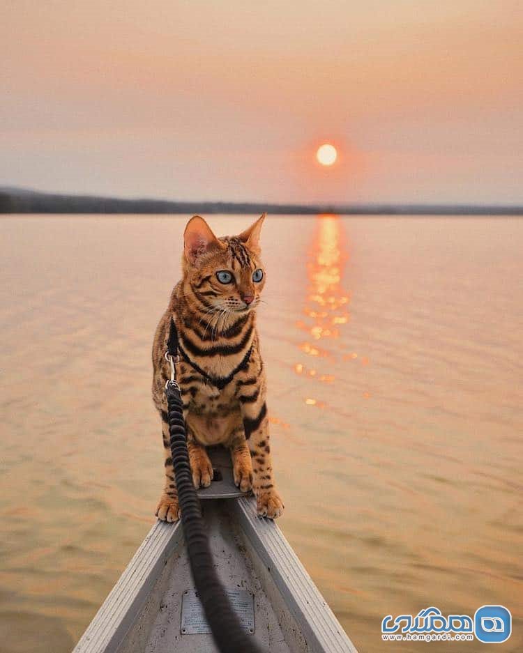 گربه بنگالی