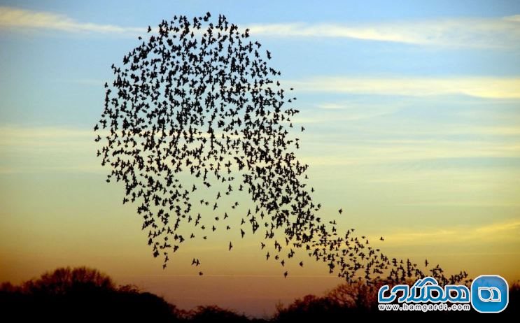 زمانی برای دیدار پرندگان