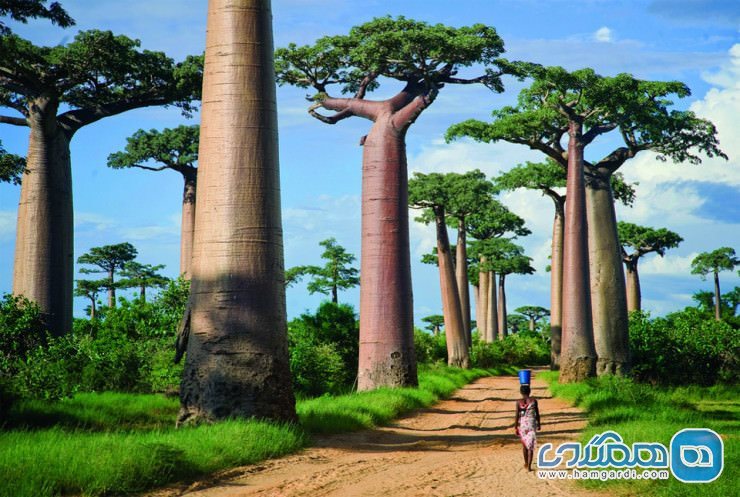 خیابان بیوباب ها (Baobabs)