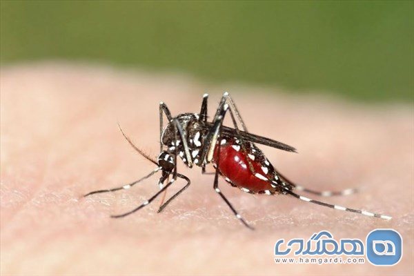 مالاریا در ویتنام