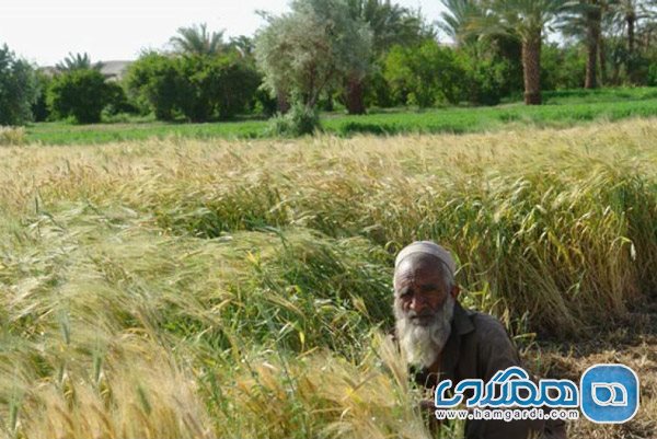 معرفی محصولات روستای لادیز زاهدان