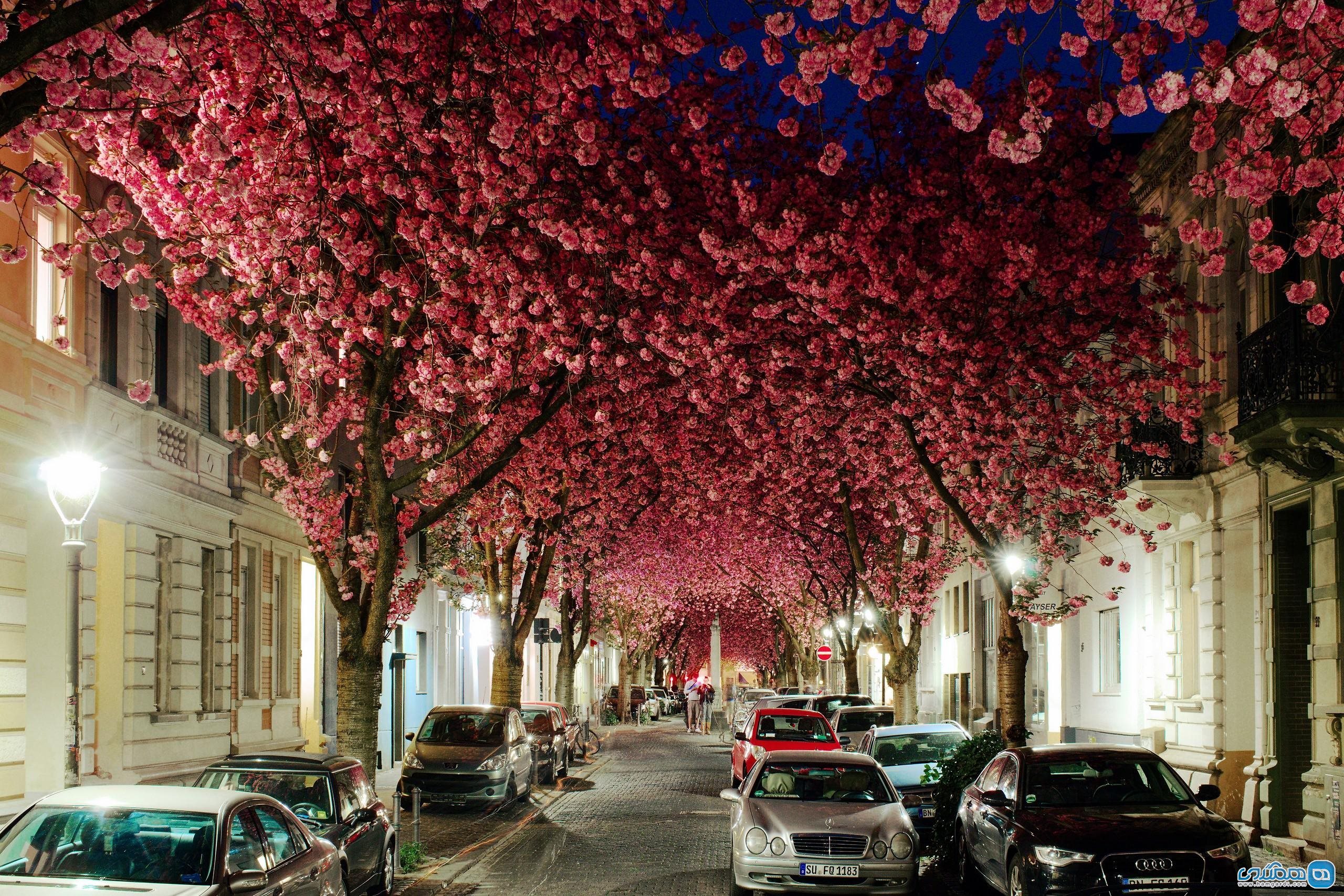 خیابان شکوفه گیلاس بن