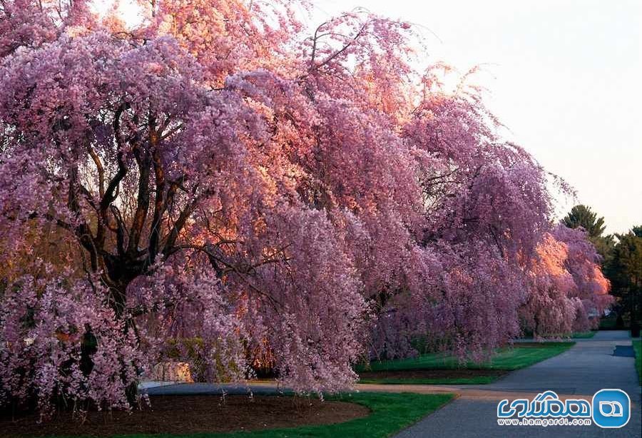 شکوفه های گیلاس در آلمان