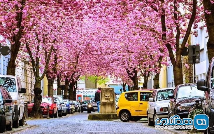 شکوفه های گیلاس آلمان